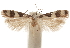  ( - CCDB-31100-A08)  @11 [ ] CreativeCommons - Attribution (2018) CBG Photography Group Centre for Biodiversity Genomics