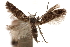  ( - CCDB-31100-D06)  @11 [ ] CreativeCommons - Attribution (2018) CBG Photography Group Centre for Biodiversity Genomics