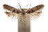  (Deltophora duplicata - CCDB-31100-E12)  @11 [ ] CreativeCommons - Attribution (2018) CBG Photography Group Centre for Biodiversity Genomics