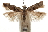  (Deltophora sella californica - CCDB-31100-F05)  @11 [ ] CreativeCommons - Attribution (2018) CBG Photography Group Centre for Biodiversity Genomics