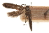  ( - CCDB-31100-G04)  @11 [ ] CreativeCommons - Attribution (2018) CBG Photography Group Centre for Biodiversity Genomics