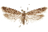  ( - CCDB-31101-B11)  @11 [ ] CreativeCommons - Attribution (2018) CBG Photography Group Centre for Biodiversity Genomics
