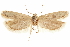  ( - CCDB-31101-C09)  @11 [ ] CreativeCommons - Attribution (2018) CBG Photography Group Centre for Biodiversity Genomics