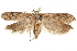  ( - CCDB-31101-C11)  @11 [ ] CreativeCommons - Attribution (2018) CBG Photography Group Centre for Biodiversity Genomics