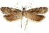  ( - CCDB-31101-C12)  @11 [ ] CreativeCommons - Attribution (2018) CBG Photography Group Centre for Biodiversity Genomics