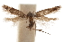  (Leucogoniella distincta - CCDB-31101-G01)  @11 [ ] CreativeCommons - Attribution (2018) CBG Photography Group Centre for Biodiversity Genomics