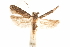  ( - CCDB-31101-G10)  @11 [ ] CreativeCommons - Attribution (2018) CBG Photography Group Centre for Biodiversity Genomics