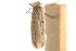  ( - CCDB-31101-G12)  @11 [ ] CreativeCommons - Attribution (2018) CBG Photography Group Centre for Biodiversity Genomics