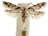  ( - CCDB-31102-A01)  @11 [ ] CreativeCommons - Attribution (2018) CBG Photography Group Centre for Biodiversity Genomics