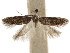  ( - CCDB-31102-A03)  @11 [ ] CreativeCommons - Attribution (2018) CBG Photography Group Centre for Biodiversity Genomics