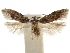 ( - CCDB-31102-A04)  @11 [ ] CreativeCommons - Attribution (2018) CBG Photography Group Centre for Biodiversity Genomics