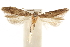  (Pseudotelphusa incana - CCDB-31102-A05)  @11 [ ] CreativeCommons - Attribution (2018) CBG Photography Group Centre for Biodiversity Genomics