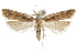  (Dichomeris aglaia - CCDB-31102-D04)  @14 [ ] CreativeCommons - Attribution (2018) CBG Photography Group Centre for Biodiversity Genomics