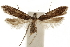  (Dichomeris ardelia - CCDB-31102-D10)  @11 [ ] CreativeCommons - Attribution (2018) CBG Photography Group Centre for Biodiversity Genomics