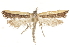  ( - CCDB-31102-D12)  @11 [ ] CreativeCommons - Attribution (2018) CBG Photography Group Centre for Biodiversity Genomics