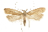  (Dichomeris blanchardorum - CCDB-31102-E04)  @11 [ ] CreativeCommons - Attribution (2018) CBG Photography Group Centre for Biodiversity Genomics