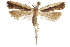  (Dichomeris bolize - CCDB-31102-E06)  @13 [ ] CreativeCommons - Attribution (2018) CBG Photography Group Centre for Biodiversity Genomics