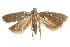  ( - CCDB-31102-E12)  @11 [ ] CreativeCommons - Attribution (2018) CBG Photography Group Centre for Biodiversity Genomics