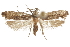  ( - CCDB-31102-F07)  @11 [ ] CreativeCommons - Attribution (2018) CBG Photography Group Centre for Biodiversity Genomics