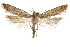  ( - CCDB-31102-F11)  @11 [ ] CreativeCommons - Attribution (2018) CBG Photography Group Centre for Biodiversity Genomics