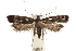  (Dichomeris euprepes - CCDB-31102-G01)  @11 [ ] CreativeCommons - Attribution (2018) CBG Photography Group Centre for Biodiversity Genomics