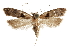  ( - CCDB-31102-G08)  @11 [ ] CreativeCommons - Attribution (2018) CBG Photography Group Centre for Biodiversity Genomics