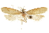  ( - CCDB-31102-H02)  @11 [ ] CreativeCommons - Attribution (2018) CBG Photography Group Centre for Biodiversity Genomics