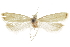  (Dichomeris hypochloa - CCDB-31102-H03)  @11 [ ] CreativeCommons - Attribution (2018) CBG Photography Group Centre for Biodiversity Genomics