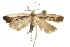  (Dichomeris illusio - CCDB-31102-H04)  @11 [ ] CreativeCommons - Attribution (2018) CBG Photography Group Centre for Biodiversity Genomics