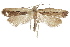  ( - CCDB-31102-H05)  @11 [ ] CreativeCommons - Attribution (2018) CBG Photography Group Centre for Biodiversity Genomics