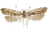 ( - CCDB-31102-H10)  @12 [ ] CreativeCommons - Attribution (2018) CBG Photography Group Centre for Biodiversity Genomics