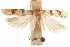  ( - CCDB-31103-A08)  @11 [ ] CreativeCommons - Attribution (2018) CBG Photography Group Centre for Biodiversity Genomics