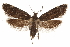  ( - CCDB-31103-B06)  @13 [ ] CreativeCommons - Attribution (2018) CBG Photography Group Centre for Biodiversity Genomics