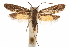  ( - CCDB-31103-B09)  @14 [ ] CreativeCommons - Attribution (2018) CBG Photography Group Centre for Biodiversity Genomics