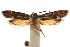  ( - CCDB-31103-B10)  @13 [ ] CreativeCommons - Attribution (2018) CBG Photography Group Centre for Biodiversity Genomics