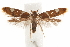 ( - CCDB-31103-C04)  @14 [ ] CreativeCommons - Attribution (2018) CBG Photography Group Centre for Biodiversity Genomics