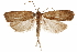  (Doina - CCDB-31103-E02)  @11 [ ] CreativeCommons - Attribution (2018) CBG Photography Group Centre for Biodiversity Genomics