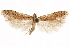  ( - CCDB-31103-F07)  @11 [ ] CreativeCommons - Attribution (2018) CBG Photography Group Centre for Biodiversity Genomics