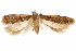  ( - CCDB-31103-F08)  @11 [ ] CreativeCommons - Attribution (2018) CBG Photography Group Centre for Biodiversity Genomics