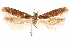  ( - CCDB-31103-F09)  @11 [ ] CreativeCommons - Attribution (2018) CBG Photography Group Centre for Biodiversity Genomics