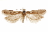  ( - CCDB-31103-F11)  @11 [ ] CreativeCommons - Attribution (2018) CBG Photography Group Centre for Biodiversity Genomics