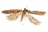  ( - CCDB-31103-G02)  @11 [ ] CreativeCommons - Attribution (2018) CBG Photography Group Centre for Biodiversity Genomics