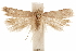  (Prolita obnubila - CCDB-31103-G03)  @11 [ ] CreativeCommons - Attribution (2018) CBG Photography Group Centre for Biodiversity Genomics