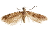  ( - CCDB-31103-G11)  @11 [ ] CreativeCommons - Attribution (2018) CBG Photography Group Centre for Biodiversity Genomics