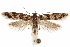  ( - CCDB-31103-H04)  @14 [ ] CreativeCommons - Attribution (2018) CBG Photography Group Centre for Biodiversity Genomics