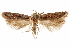  ( - CCDB-31103-H06)  @11 [ ] CreativeCommons - Attribution (2018) CBG Photography Group Centre for Biodiversity Genomics