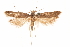  ( - CCDB-31103-H08)  @11 [ ] CreativeCommons - Attribution (2018) CBG Photography Group Centre for Biodiversity Genomics