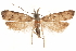  ( - CCDB-31104-A03)  @11 [ ] CreativeCommons - Attribution (2018) CBG Photography Group Centre for Biodiversity Genomics