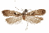  ( - CCDB-31104-A05)  @11 [ ] CreativeCommons - Attribution (2018) CBG Photography Group Centre for Biodiversity Genomics