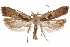  ( - CCDB-31104-A06)  @11 [ ] CreativeCommons - Attribution (2018) CBG Photography Group Centre for Biodiversity Genomics